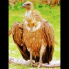 Burung botak