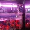 WeSing5480