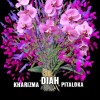 🌹❤&quot;DIAH PITALOKA&quot;❤🌹