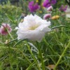 WeSing0339