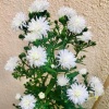 White Aster