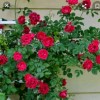 🌷🌷🌷❤️💛Dya 💛❤️🌷🌷🌷