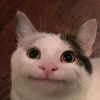 Begula