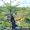 tin aja