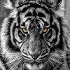 🇲🇾 @👑 RAJA....🌺 🏹 (raju)