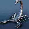 🦂w4hyU🦂