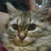 Suara Rusak