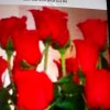 🌷🌷🌷♥️HOAHONGDO♥️🌷🌷🌷