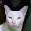 White cat🐈เหมียวดื้อ🐈
