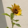 VRa🌻