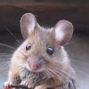 🐭mr.hamster🐭