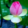 wild flower