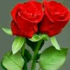 Indra Has