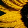 🌻