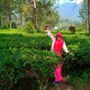 Tinah Fitri