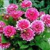 🌈🌷💕🎼Dahlia💕🌷