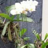 cahaya