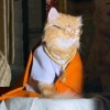 ꧁Kitty ༒the Cat꧂‬‬