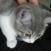 Little cat