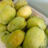 Mangga