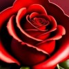🌹 🥰💓 Zee 💓🥰🌹