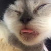 F U S SA🐈
