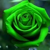 KASTI....🖐️🌻🌻