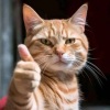 Meow meow