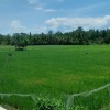 Grasya