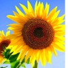 🌻Hướng dương 🌻