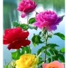 💝 Anya 👉GRC👈💝