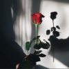 🤍🌹Roses🌹🕊️