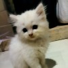 dewi