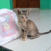 Awes