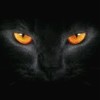 ♨️BLACK 🎧CAT🎙️
