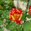 گریس غلبان