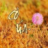 ✨ cỏ úa✨