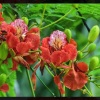 Phượng Hồng