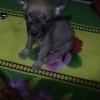 🐕น้ำตาลที่รัก