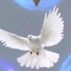 merpati 🕊️ off dl 🙏