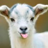 🍦🐐
