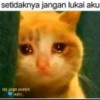 UCING B 🐱