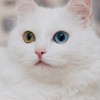 EeE&#39;Kucing🙀