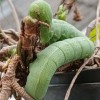 Midori