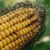 🌽jagung🌽 bulu 🌽