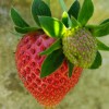 strawberry