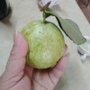 🍏🍏 ỔI XANH🍏🍏