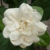 White Jasmine