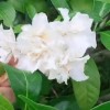 White Flower