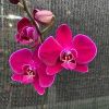 Red Orchid